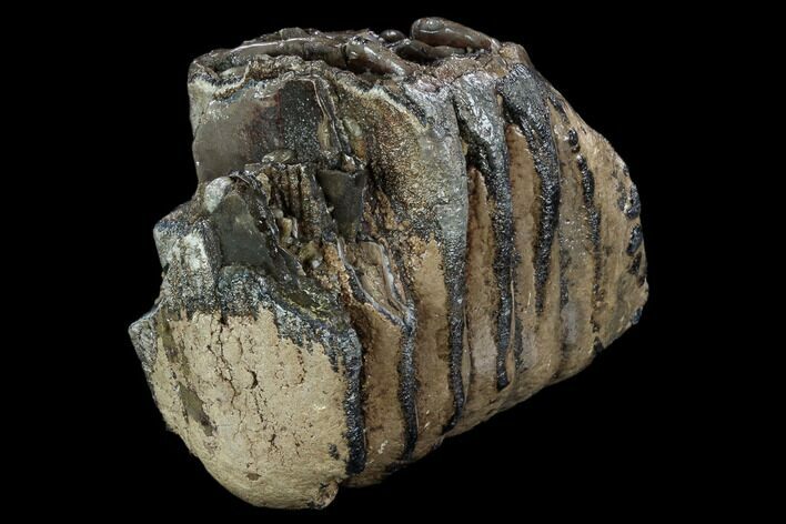 Southern Mammoth Molar Section - Hungary #123662